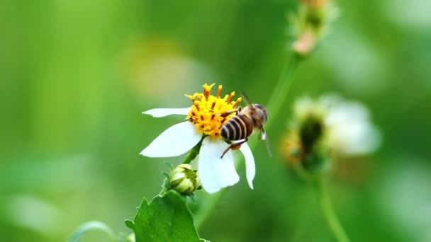 ミツバチは白い花にネクタのために飛んでいる 自然におけるビーコンセプト — ストック動画