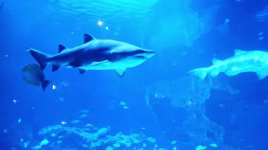 Akvaryumda cam bir akvaryumda balık 