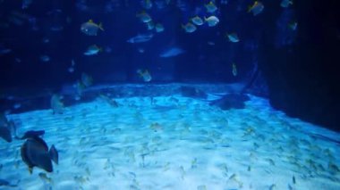 Akvaryumda cam bir akvaryumda balık 