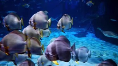 Akvaryumda cam bir akvaryumda balık 