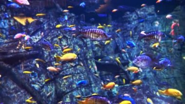 Akvaryumda cam bir akvaryumda balık 