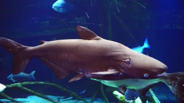 Akvaryumda cam bir akvaryumda balık 