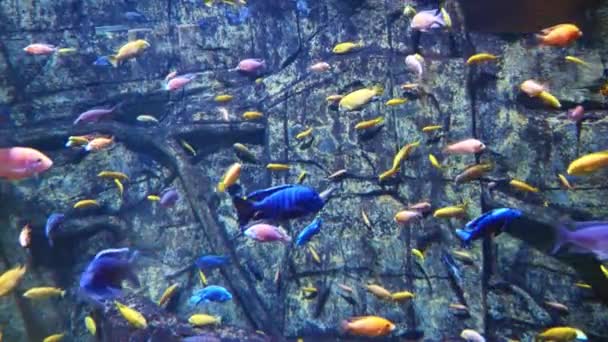 Рыба Стеклянном Аквариуме — стоковое видео