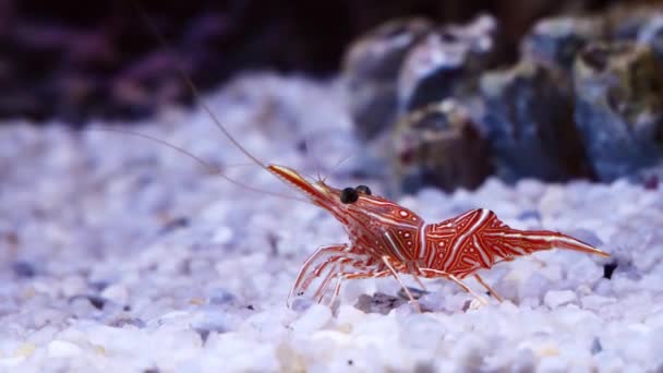 Belles Crevettes Dans Aquarium — Video