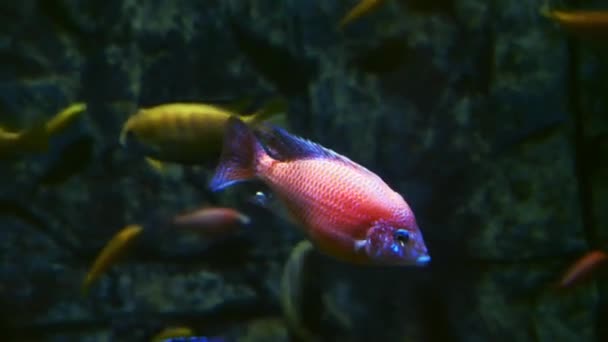 Fisk Glastank Vid Akvariet — Stockvideo