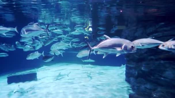 수족관의 물고기 — 비디오