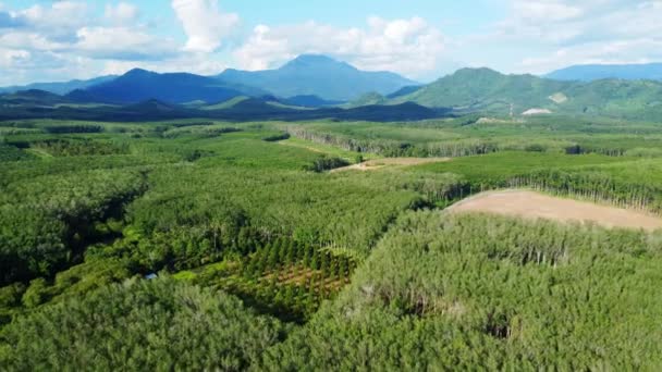 Rozlehlá Zemědělská Oblast Jižního Thajska Nejpopulárnější Plodiny Jsou Kaučuk Palmový — Stock video