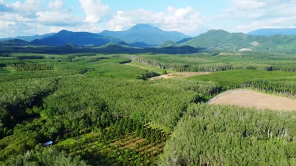Ogromne Obszary Rolne Południowej Tajlandii Najbardziej Popularne Uprawy Guma Olej — Wideo stockowe