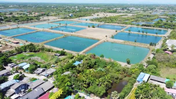 Drohne Fliegt Während Der Sonnenscheindauer Über Aquakultur Farm Den Tropen — Stockvideo