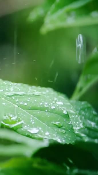 Primo Piano Riprese Rallentatore Pioggia Che Cade Foglie Verdi — Video Stock