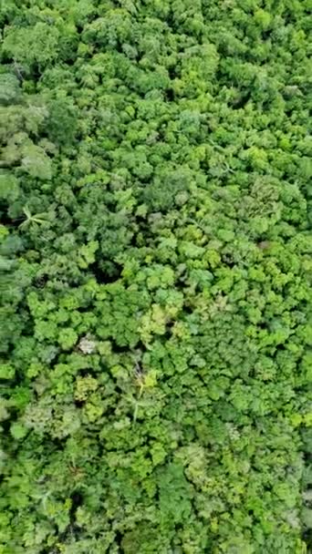 Εναέρια Κάτοψη Πλάνα Από Όμορφο Δάσος Για Φόντο — Αρχείο Βίντεο