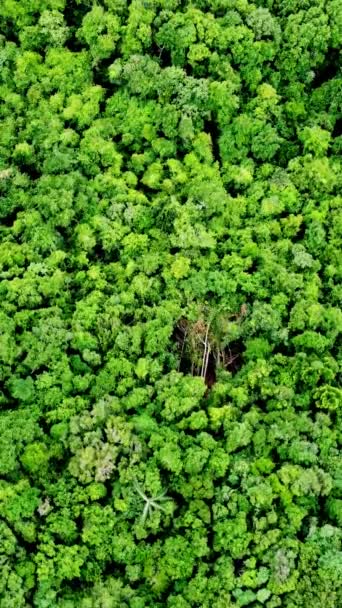 Légi Felvétel Gyönyörű Erdő Háttér — Stock videók