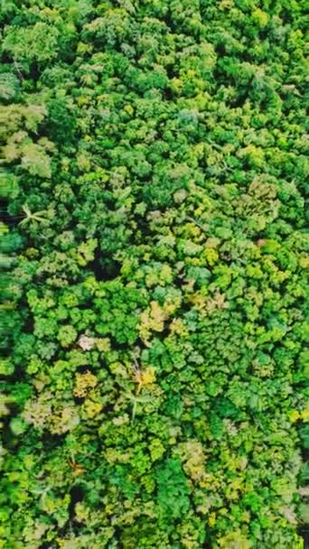 Letecký Pohled Shora Záběry Krásného Lesa Pro Pozadí — Stock video