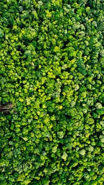 背景のための美しい森の空中トップビュー映像 — ストック動画
