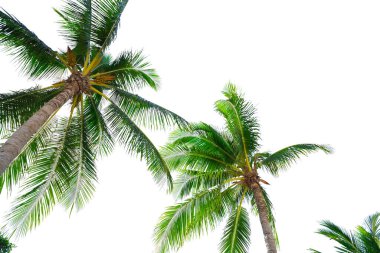 Hindistan cevizi yapraklı yaz arkaplanı 