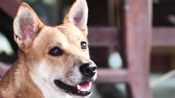 Close Video Van Een Bruine Thaise Hond Slow Motion — Stockvideo