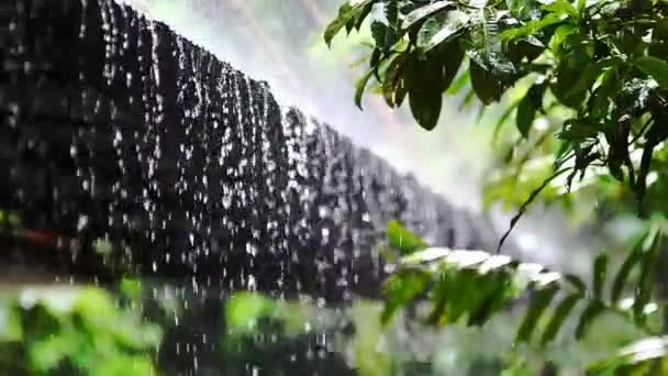 美しい植物ショット ぼやけた自然の背景の雨 — ストック動画