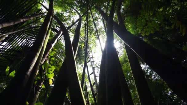 Μεγάλα Δέντρα Μπαμπού Στο Τροπικό Δάσος Της Ασίας — Αρχείο Βίντεο