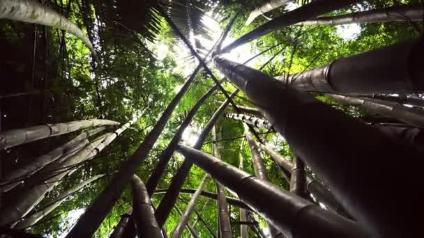 Trópusi Erdő Dzsungelben — Stock videók