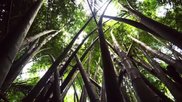Grote Bamboe Bomen Het Tropische Bos Van Azië — Stockvideo