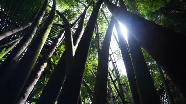 Μεγάλα Δέντρα Μπαμπού Στο Τροπικό Δάσος Της Ασίας — Αρχείο Βίντεο