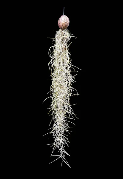 Spanish moss tree for home decoration on black background