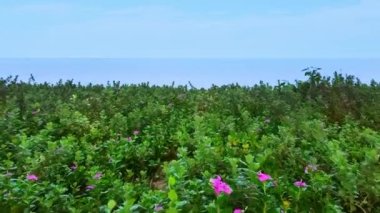 Yazın güzel deniz videoları gelecek yaz turizm reklamlarında arka plan videoları olarak kullanılabilir.