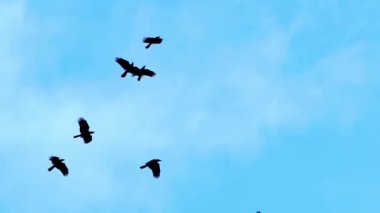Mavi gökyüzünde uçan siyah kargalar