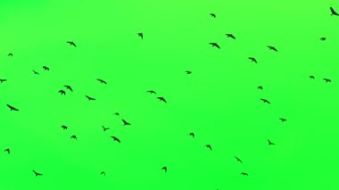 Yeşil ekran arka planında uçan siyah kargalar