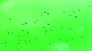 Yeşil ekran arka planında uçan siyah kargalar