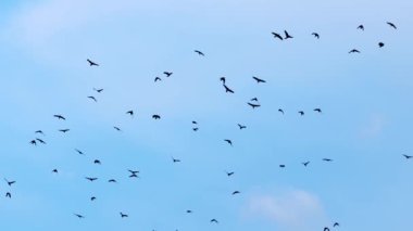 Mavi gökyüzünde uçan siyah kargalar