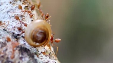 Ağaçtaki kırmızı karıncaların yavaş hareketi, hayvanlar ve böcekler yaşam konsepti.