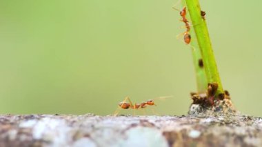Ağaçtaki kırmızı karıncaların yavaş hareketi, hayvanlar ve böcekler yaşam konsepti