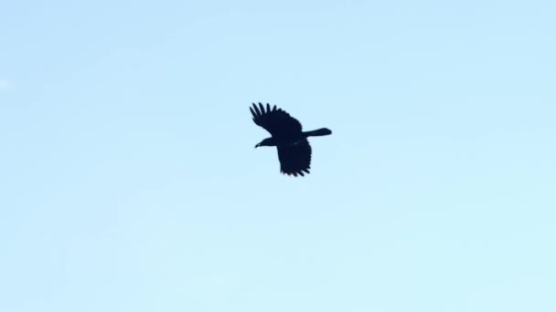 Cuervo Negro Volando Fondo Del Cielo Azul — Vídeo de stock