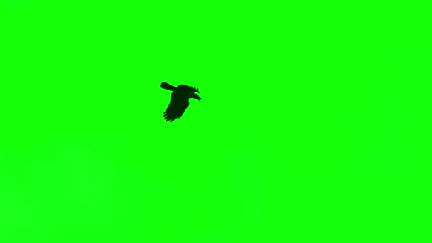 在绿屏背景上飞行的黑鸦 — 图库视频影像