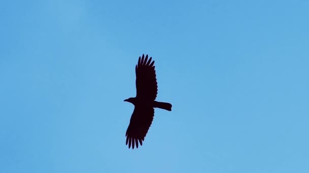 Cuervo Negro Volando Fondo Del Cielo Azul — Vídeos de Stock