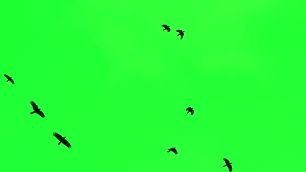 Cuervos Negros Volando Sobre Fondo Pantalla Verde — Vídeos de Stock