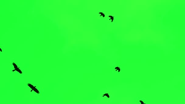 Yeşil Ekran Arka Planında Uçan Siyah Kargalar — Stok video