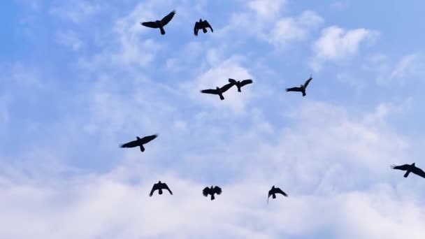 Черные Вороны Летят Голубом Фоне Неба — стоковое видео