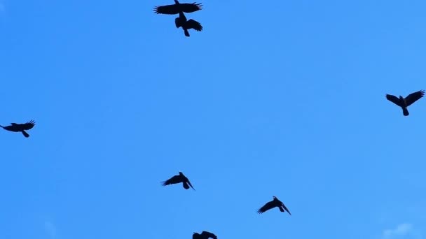 Cuervos Negros Volando Fondo Del Cielo Azul — Vídeo de stock