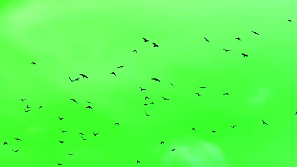 Black Crows Flying Green Screen Background — Stock Video