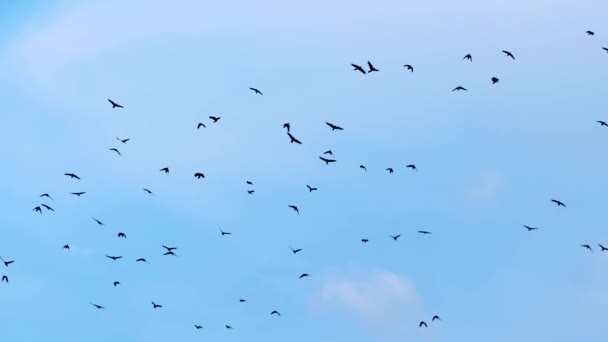青空の背景で飛ぶ黒いカラス — ストック動画