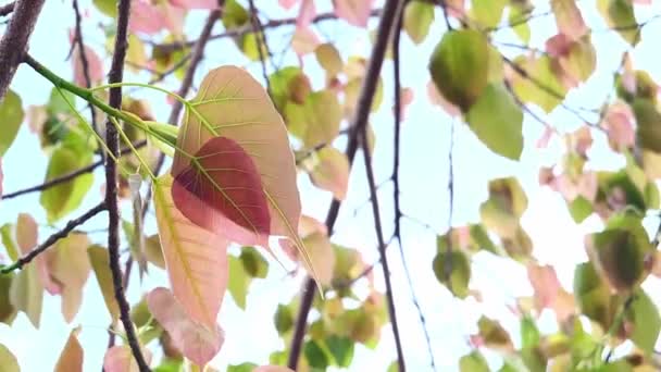 4X自然界中慢动作摇曳的叶子 摇曳的菩提树用作自然或佛教背景 — 图库视频影像