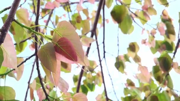 4X自然界中慢动作摇曳的叶子 摇曳的菩提树用作自然或佛教背景 — 图库视频影像