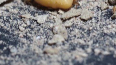 Termit Kraliçesi. Karınca kraliçesinin ve yerdeki karıncaların belgesel videosu..