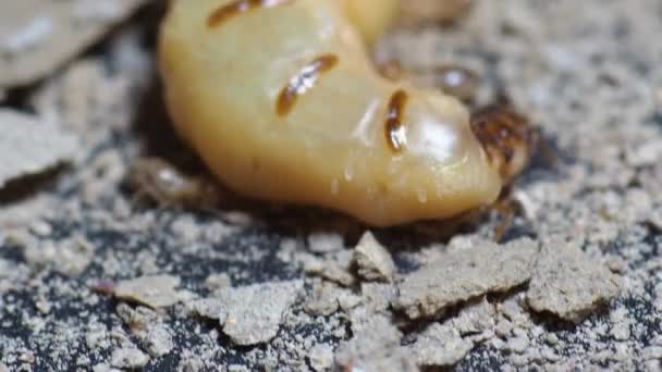 흰개미 둥지에있는 흰개미 여왕과 개미의 다큐멘터리 비디오 — 비디오