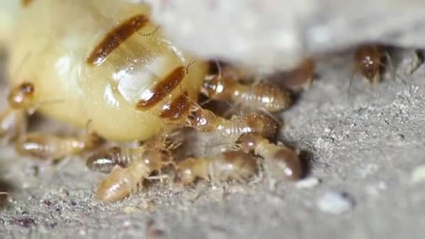 Reine Termite Vidéo Documentaire Reine Termite Des Fourmis Dans Nid — Video