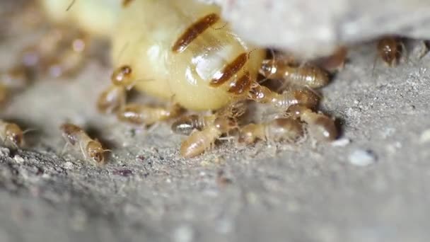 Termite Queen Documentary Video Termite Queen Ants Ground Nest — Stock Video