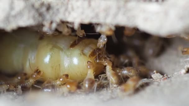 Reina Termita Vídeo Documental Reina Las Termitas Hormigas Nido — Vídeos de Stock
