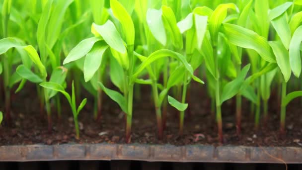Baby Corn Plants Waiting Planted Large Field — Stock Video